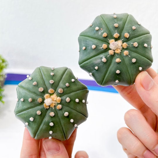 Cactus Astro StarShape Nudum (#S) | Very Rare From Japan | Echeveria | succulents