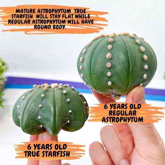 Cactus Astro StarShape Nudum (#S) | Very Rare From Japan | Echeveria | succulents