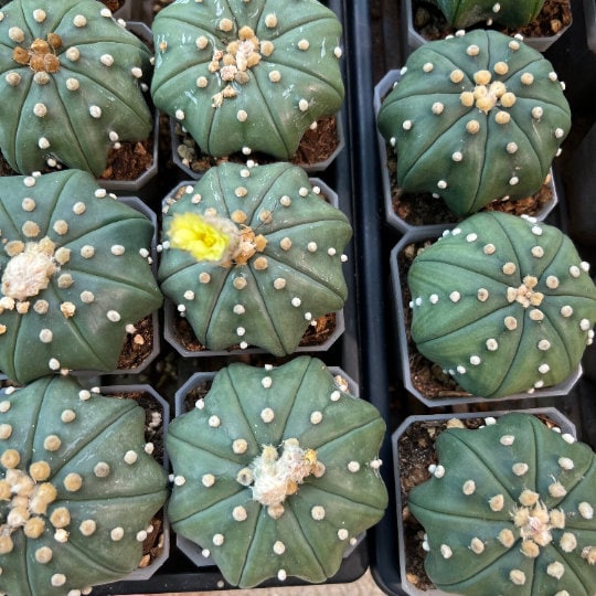 Cactus Astro StarShape Nudum (#S) | Very Rare From Japan | Echeveria | succulents