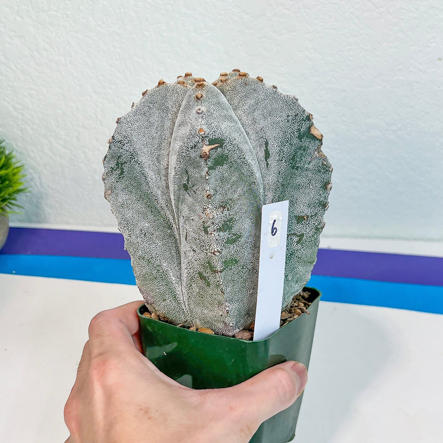 Large Astro Cactus White Kabuto (#XL6) | Very Rare From Japan | Myriostigma Cactus | Echeveria