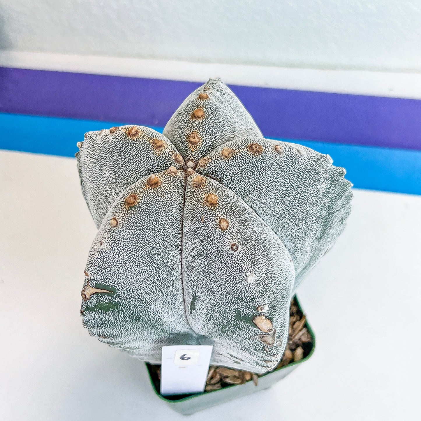 Large Astro Cactus White Kabuto (#XL6) | Very Rare From Japan | Myriostigma Cactus | Echeveria