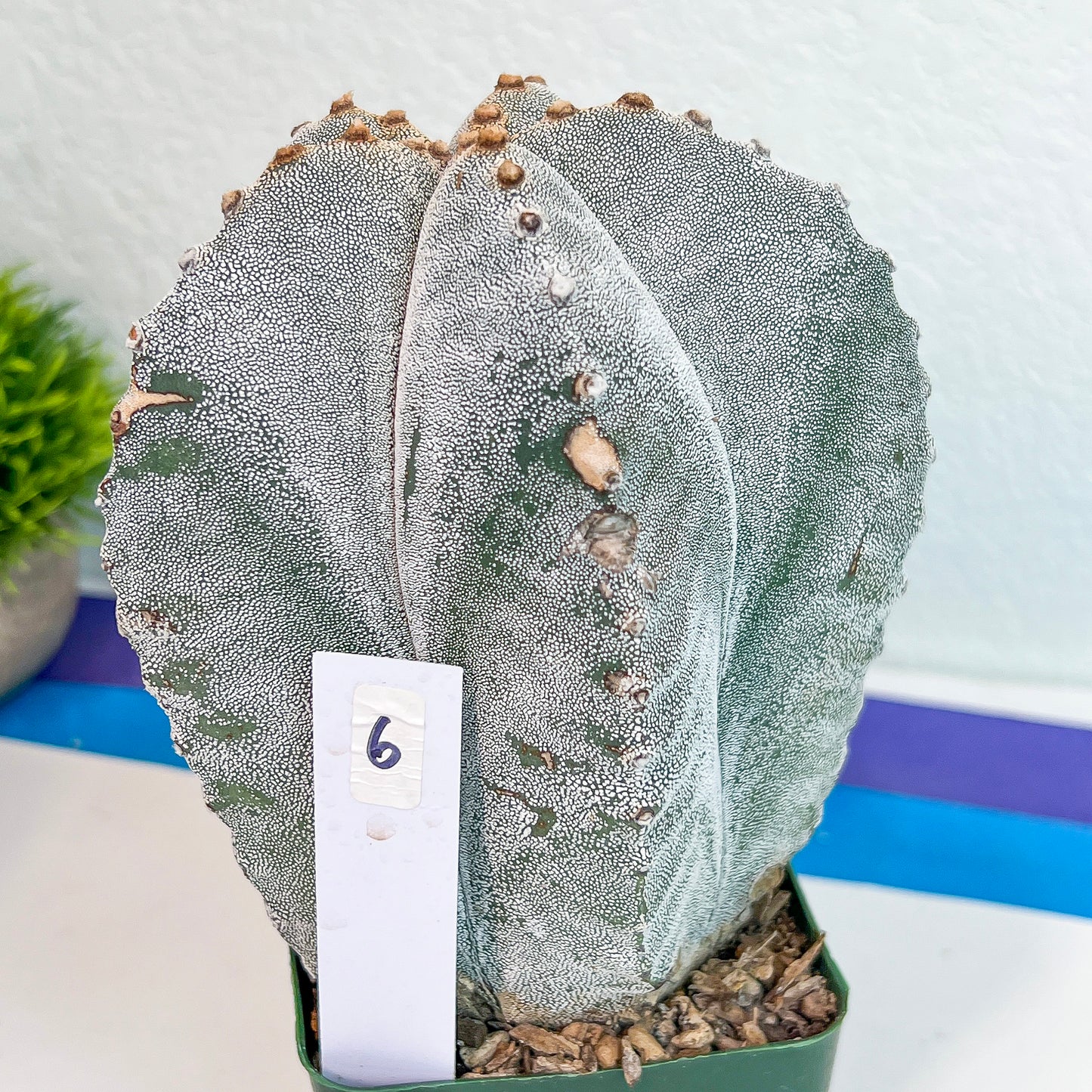 Large Astro Cactus White Kabuto (#XL6) | Very Rare From Japan | Myriostigma Cactus | Echeveria