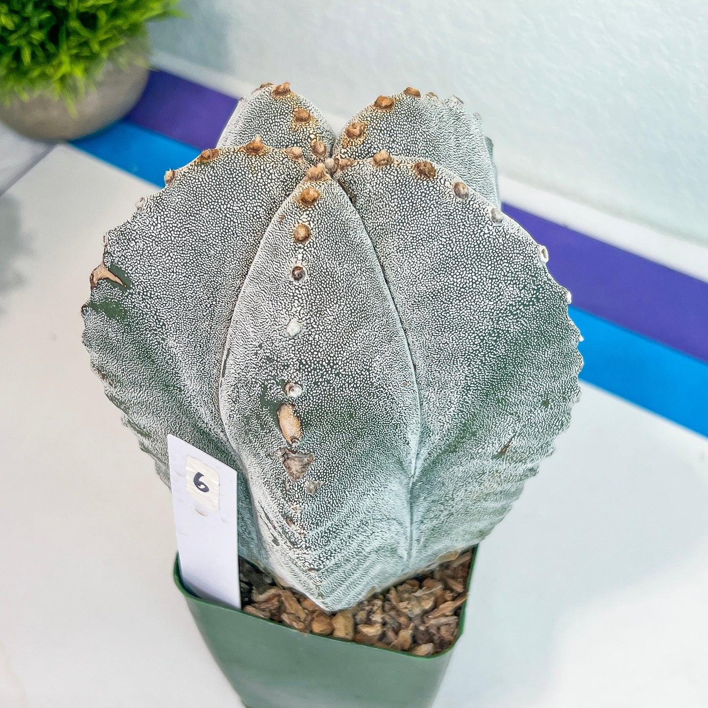Large Astro Cactus White Kabuto (#XL6) | Very Rare From Japan | Myriostigma Cactus | Echeveria