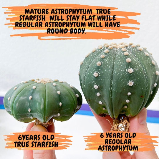 Cactus Astro StarShape Nudum (#S) | Very Rare From Japan | Echeveria | succulents