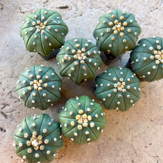 Cactus Astro StarShape Nudum (#S) | Very Rare From Japan | Echeveria | succulents