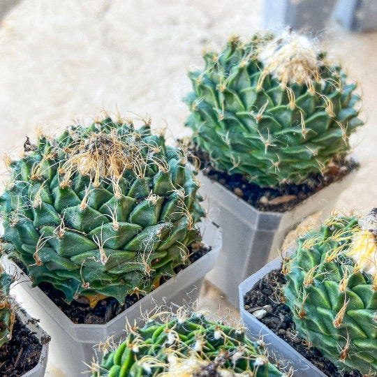 Echeveria Artich Cactus | Imported Cactus | Rare Succulent