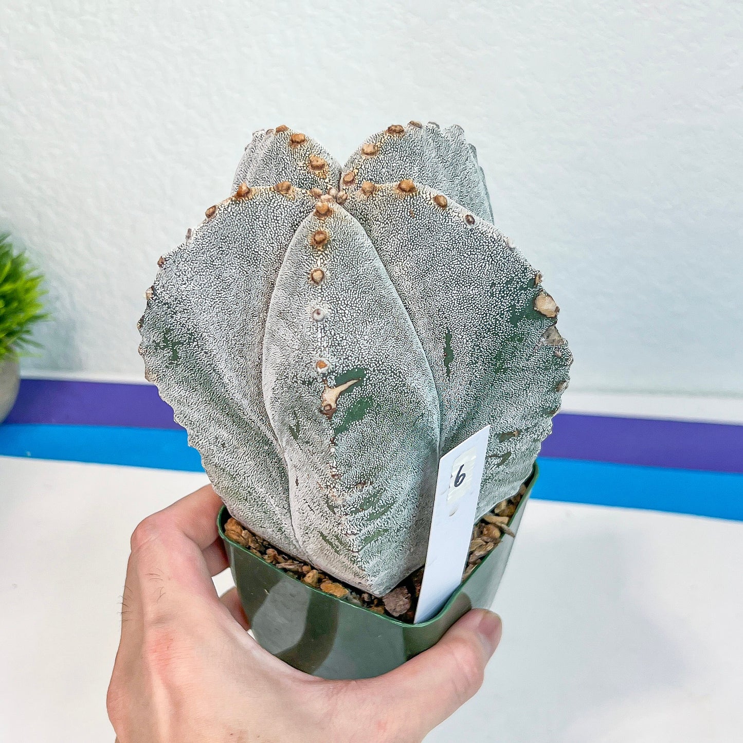 Large Astro Cactus White Kabuto (#XL6) | Very Rare From Japan | Myriostigma Cactus | Echeveria