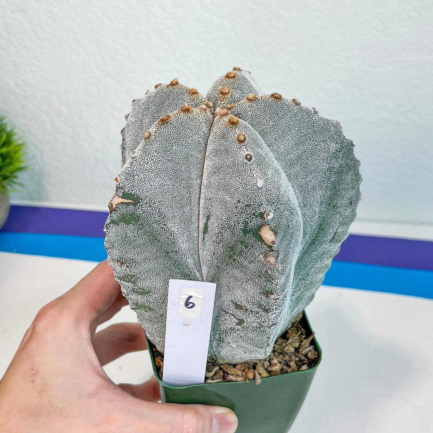 Large Astro Cactus White Kabuto (#XL6) | Very Rare From Japan | Myriostigma Cactus | Echeveria