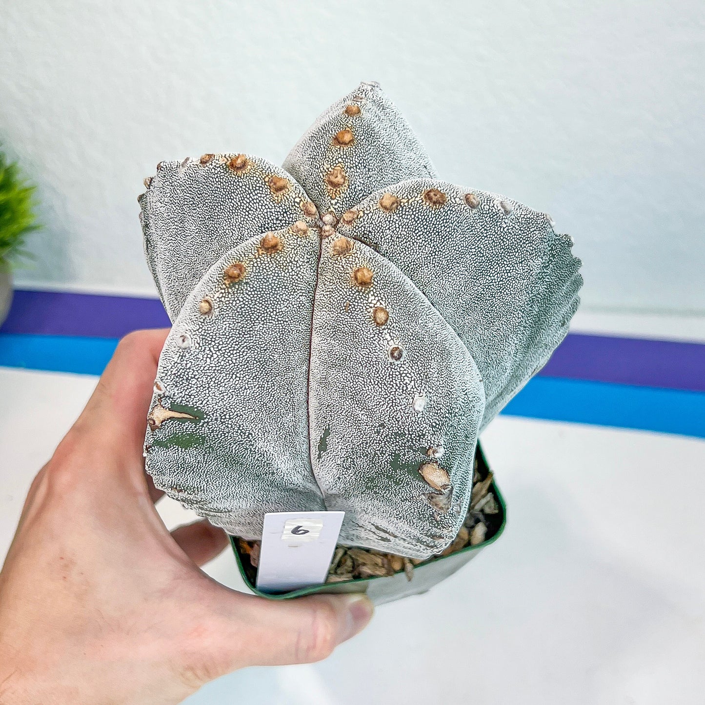 Large Astro Cactus White Kabuto (#XL6) | Very Rare From Japan | Myriostigma Cactus | Echeveria