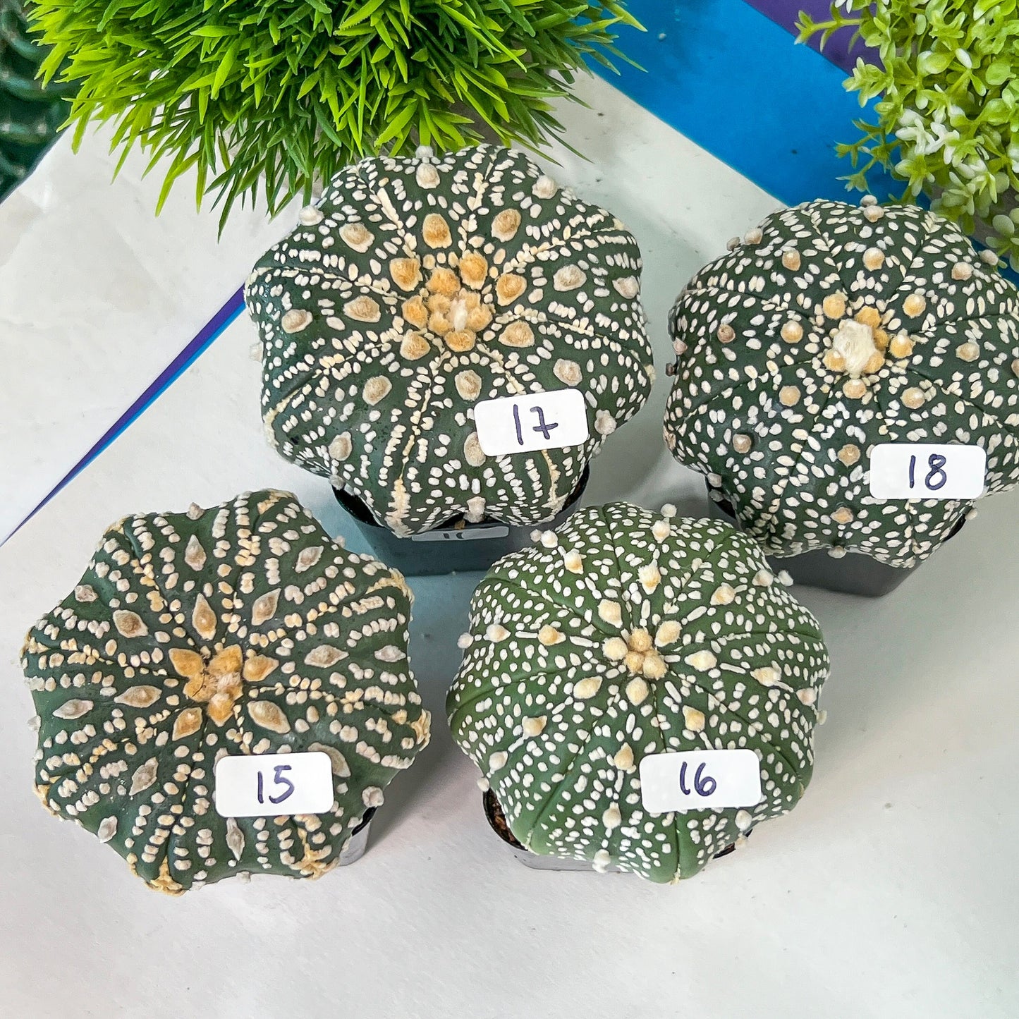 Cactus Astro SUPERKABUTO (#Ti15~27) | Rare From Japan | succulent | 2.5~3.1+ Inch