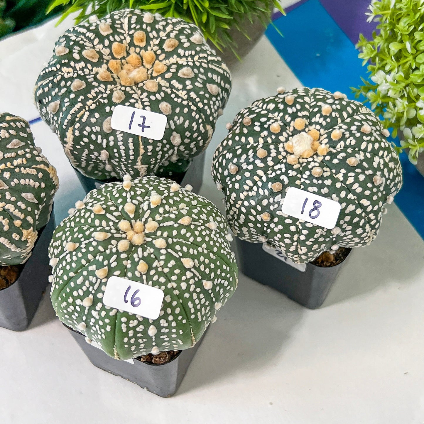 Cactus Astro SUPERKABUTO (#Ti15~27) | Rare From Japan | succulent | 2.5~3.1+ Inch