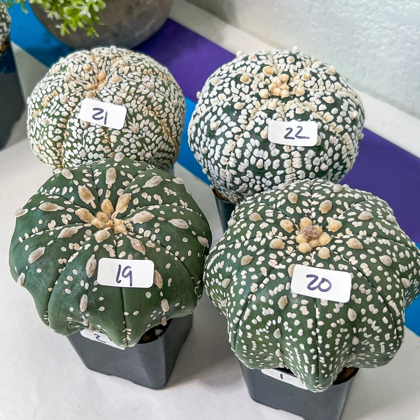 Cactus Astro SUPERKABUTO (#Ti15~27) | Rare From Japan | succulent | 2.5~3.1+ Inch