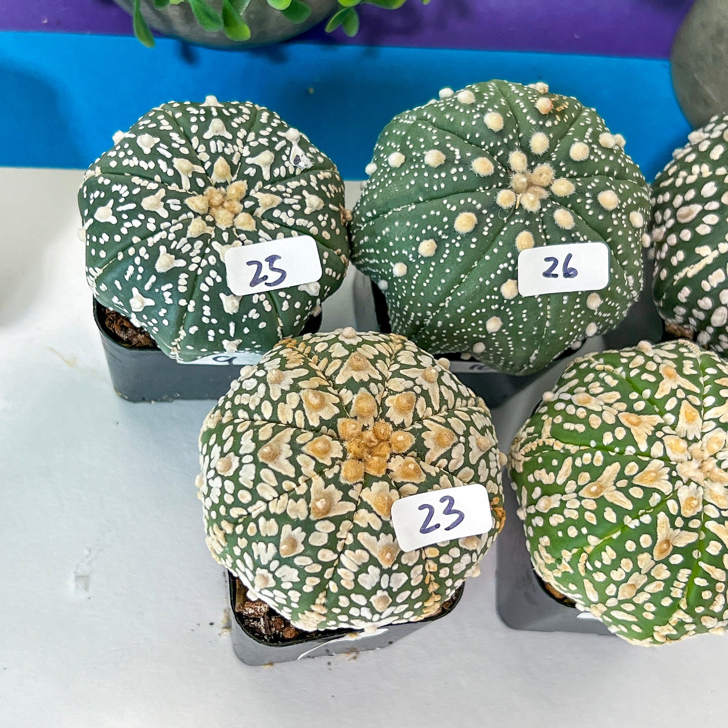 Cactus Astro SUPERKABUTO (#Ti15~27) | Rare From Japan | succulent | 2.5~3.1+ Inch