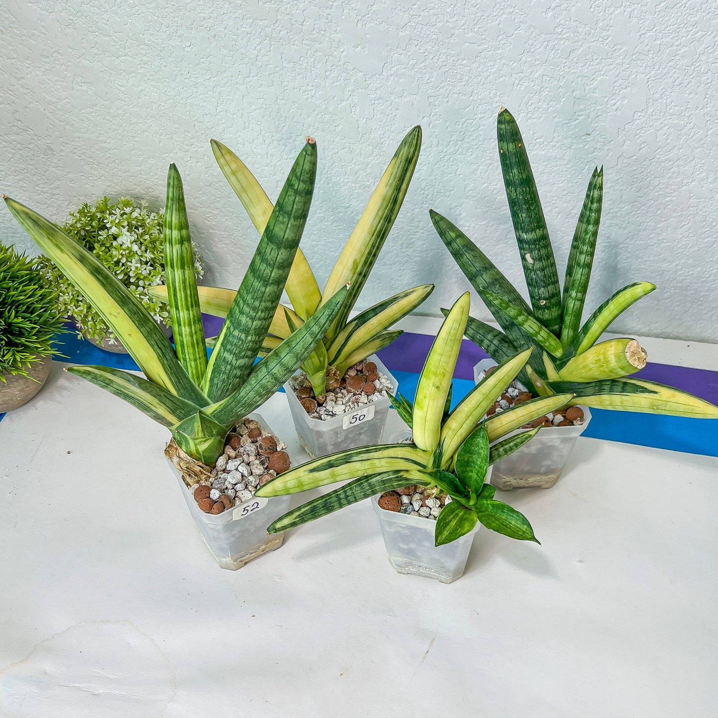 Sansevieria Boncel Variegata | Find an Extraordinary and Rare Plant