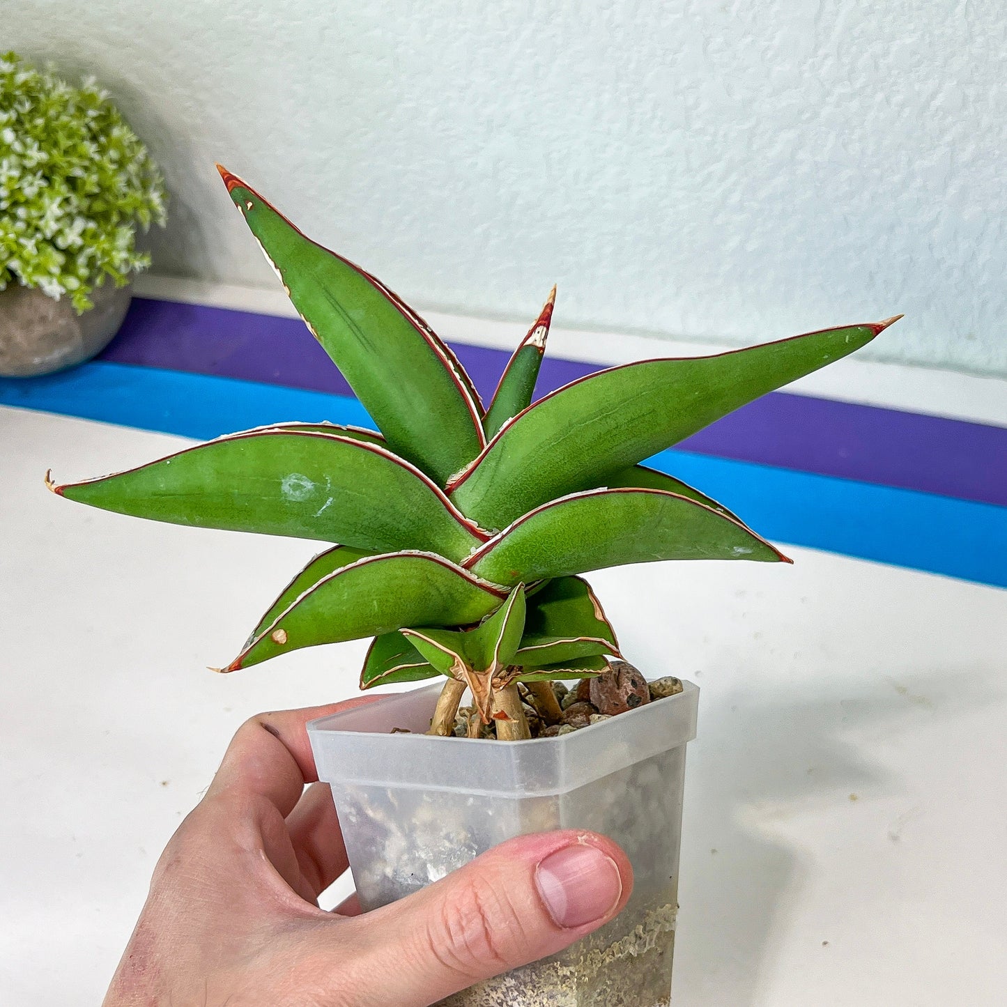 Sansevieria Robusta Blue (#H23) | Imported Plants | Rare Hybrid Species
