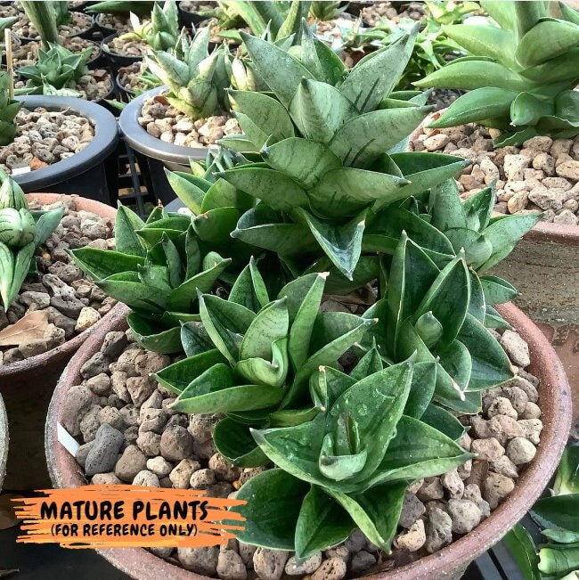 Sansevieria Veera (#AC23) | Imported Hybrid | 2" Pots