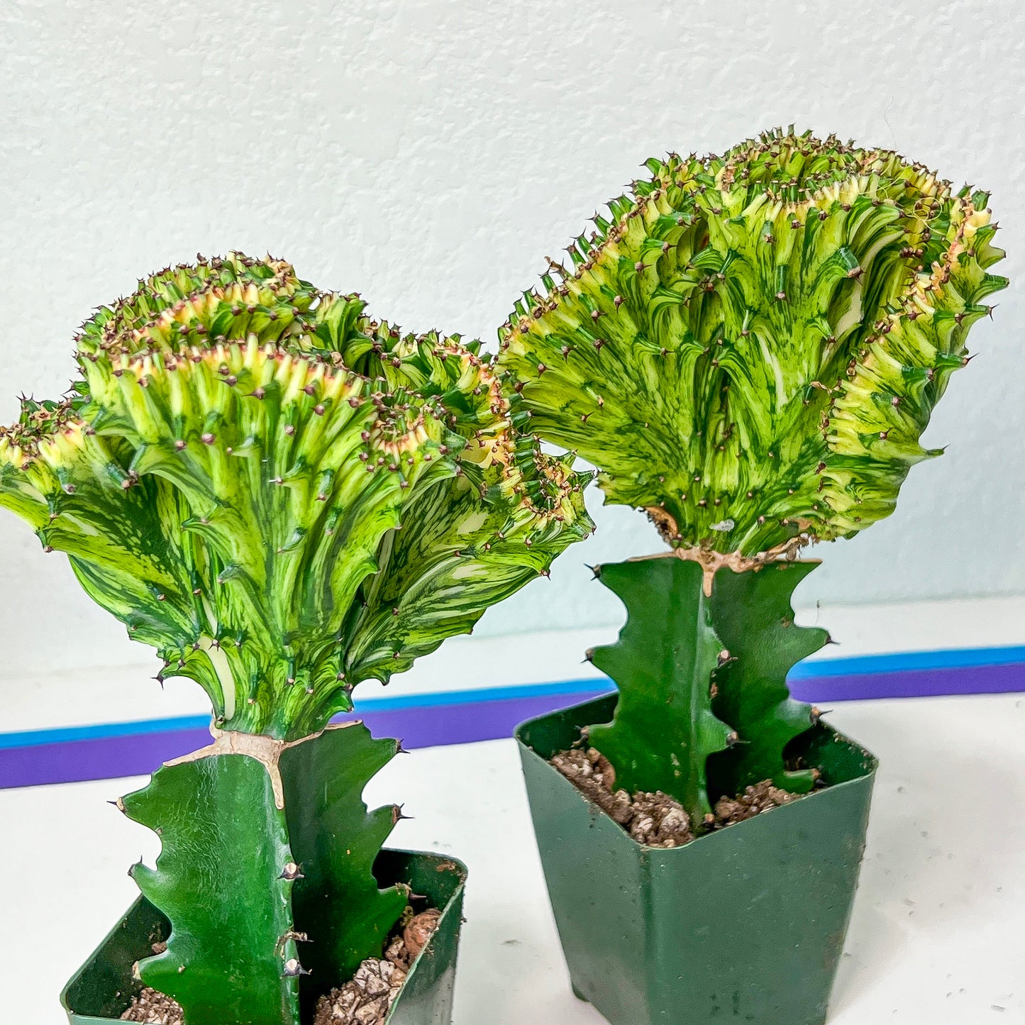 Lactea Crested Grafted Mint Color | Imported | Mermaid Fin Plant
