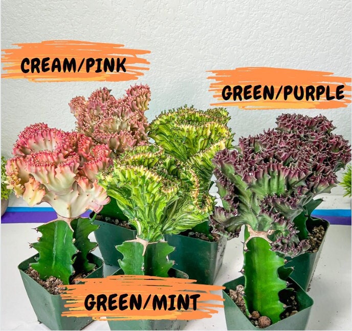 Lactea Crested Grafted Mint Color | Imported | Mermaid Fin Plant