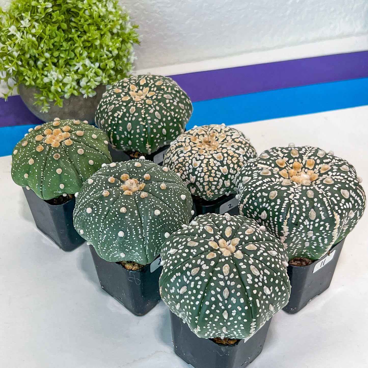 Cactus Astro SUPERKABUTO (#Ti15~27) | Rare From Japan | succulent | 2.5~3.1+ Inch