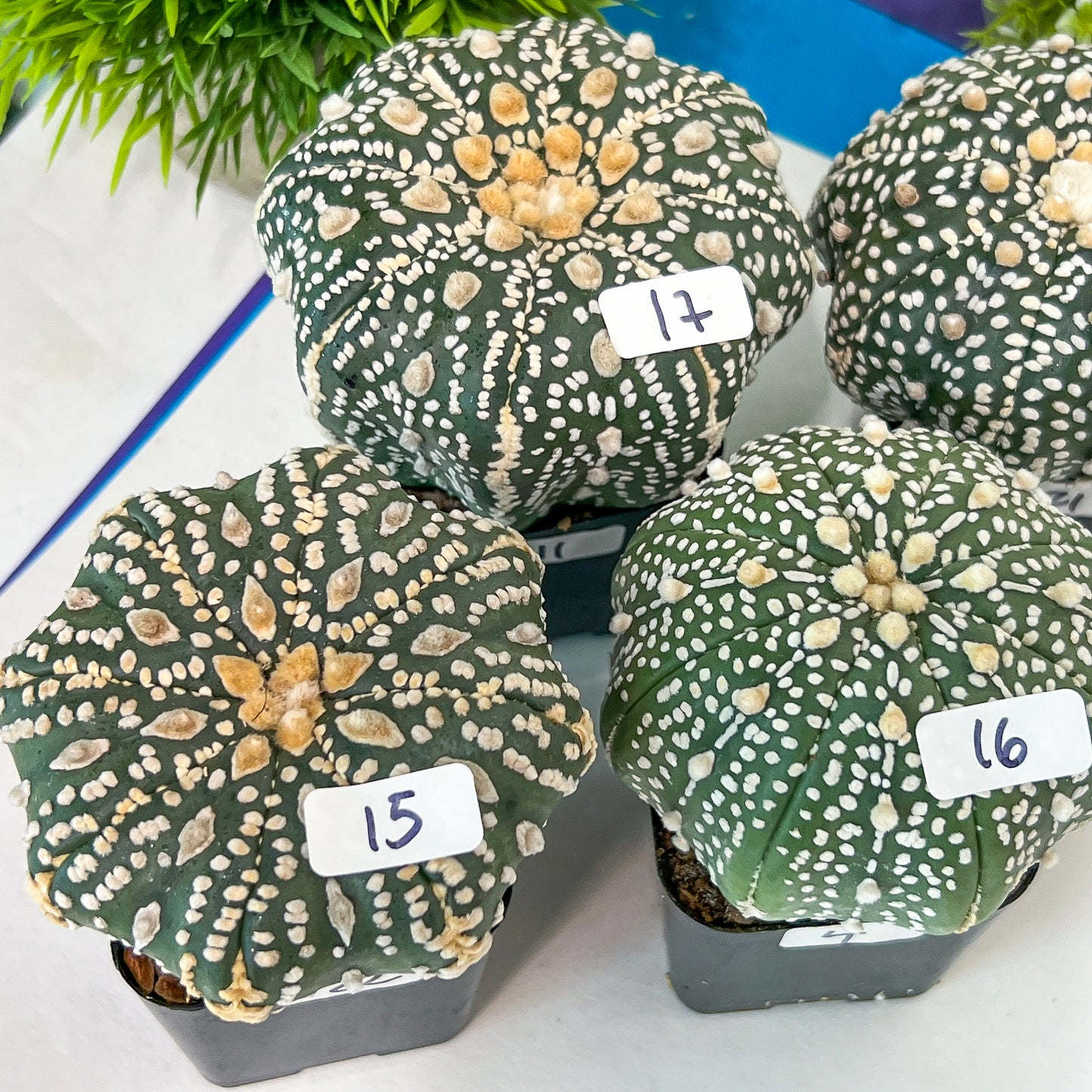 Cactus Astro SUPERKABUTO (#Ti15~27) | Rare From Japan | succulent | 2.5~3.1+ Inch