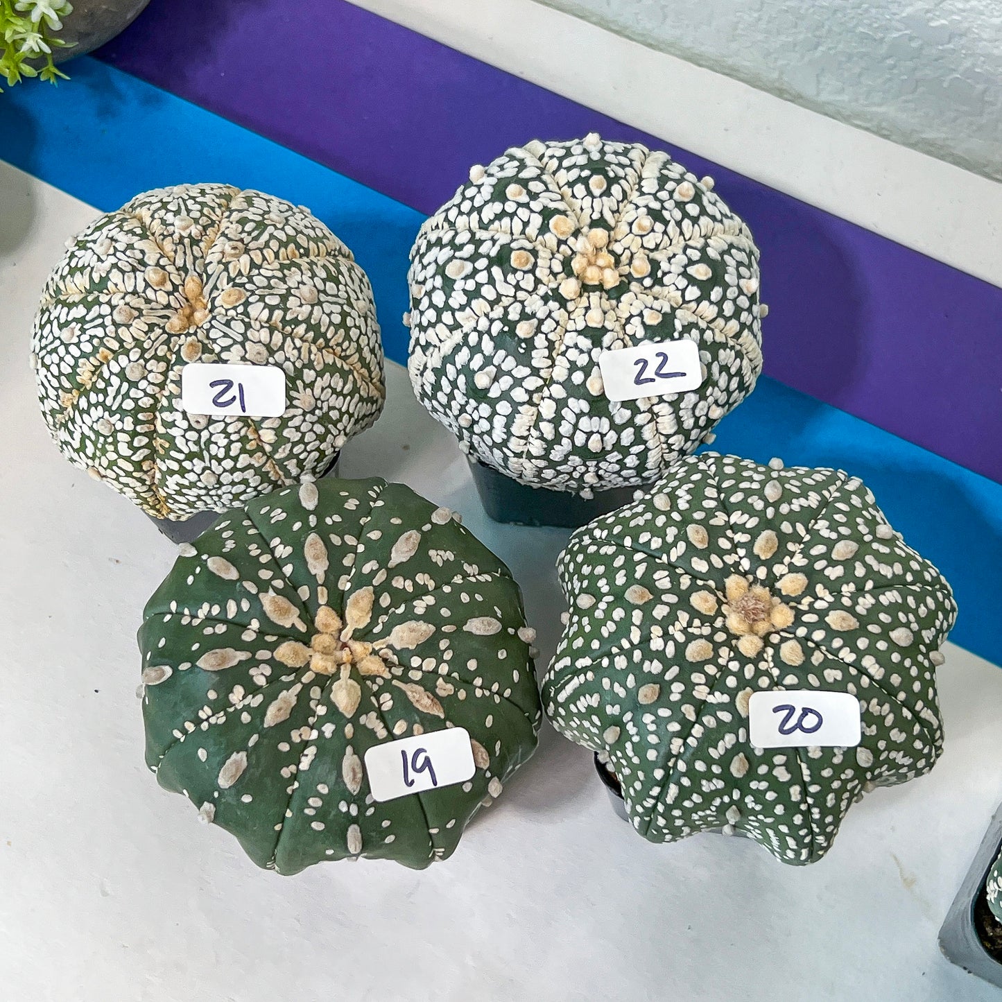 Cactus Astro SUPERKABUTO (#Ti15~27) | Rare From Japan | succulent | 2.5~3.1+ Inch