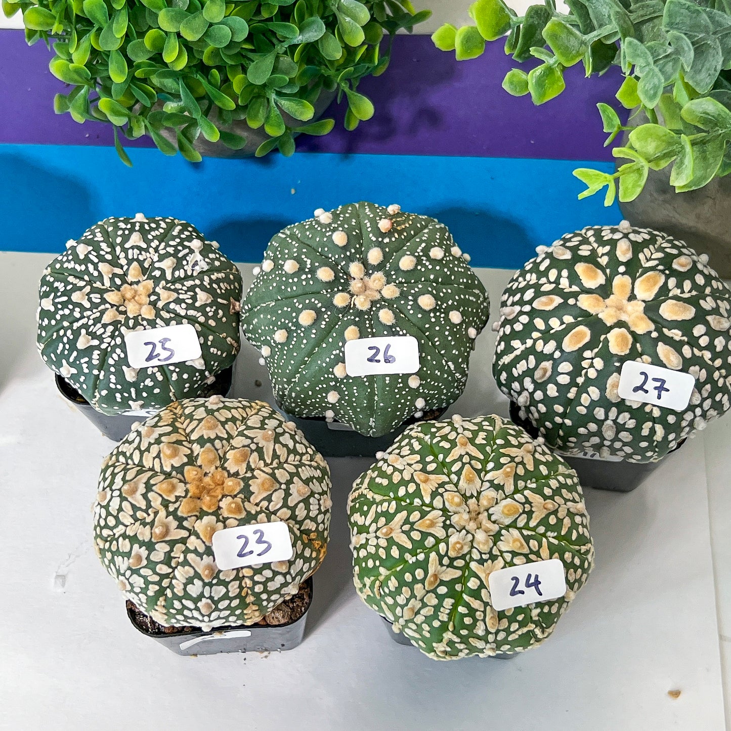 Cactus Astro SUPERKABUTO (#Ti15~27) | Rare From Japan | succulent | 2.5~3.1+ Inch