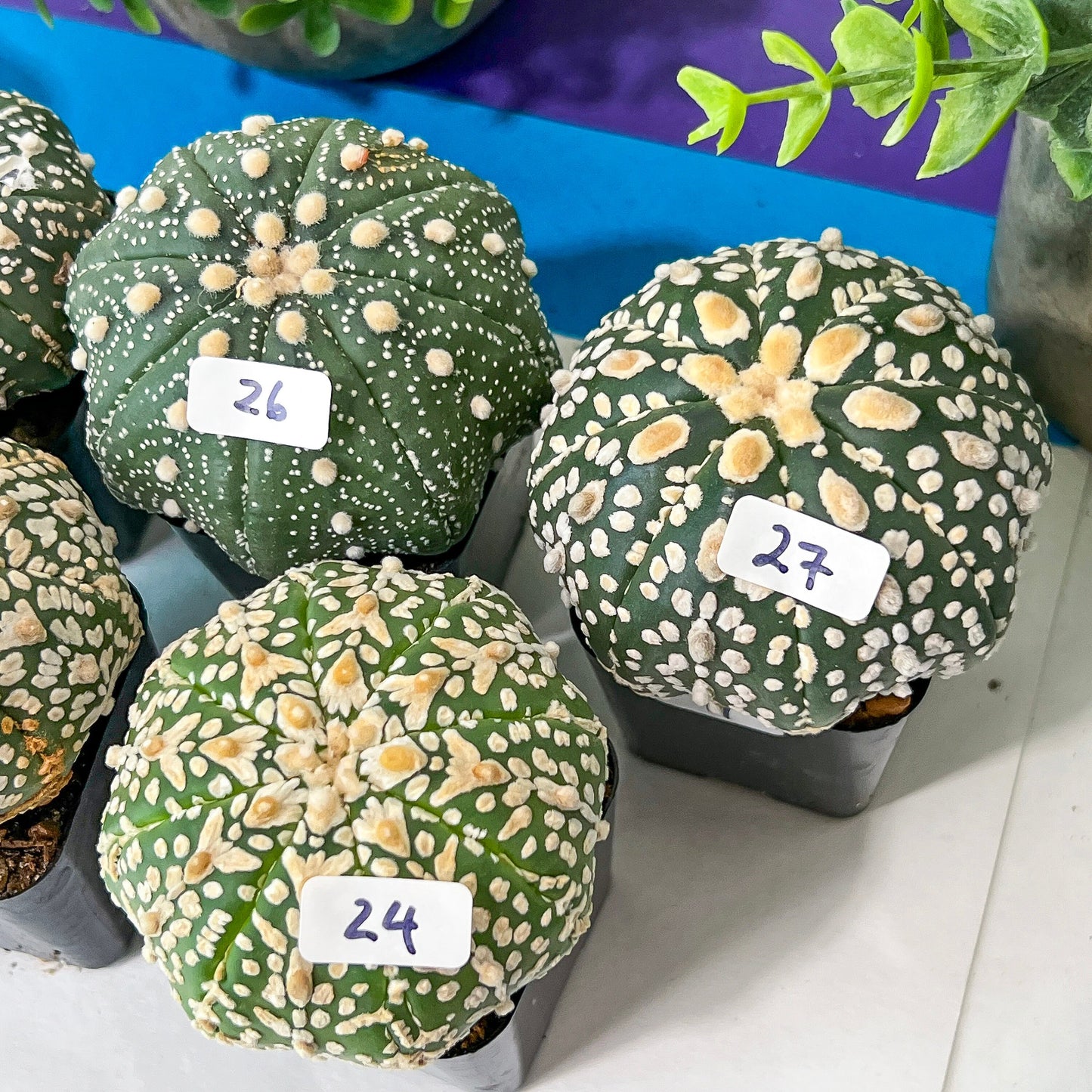 Cactus Astro SUPERKABUTO (#Ti15~27) | Rare From Japan | succulent | 2.5~3.1+ Inch