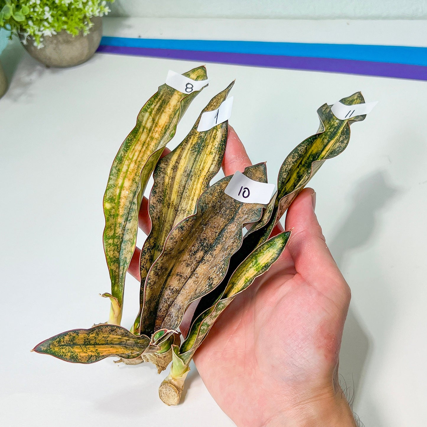 Sansevieria Kirkii Coppertone Variegated | Very Rare Import | 2" Planter