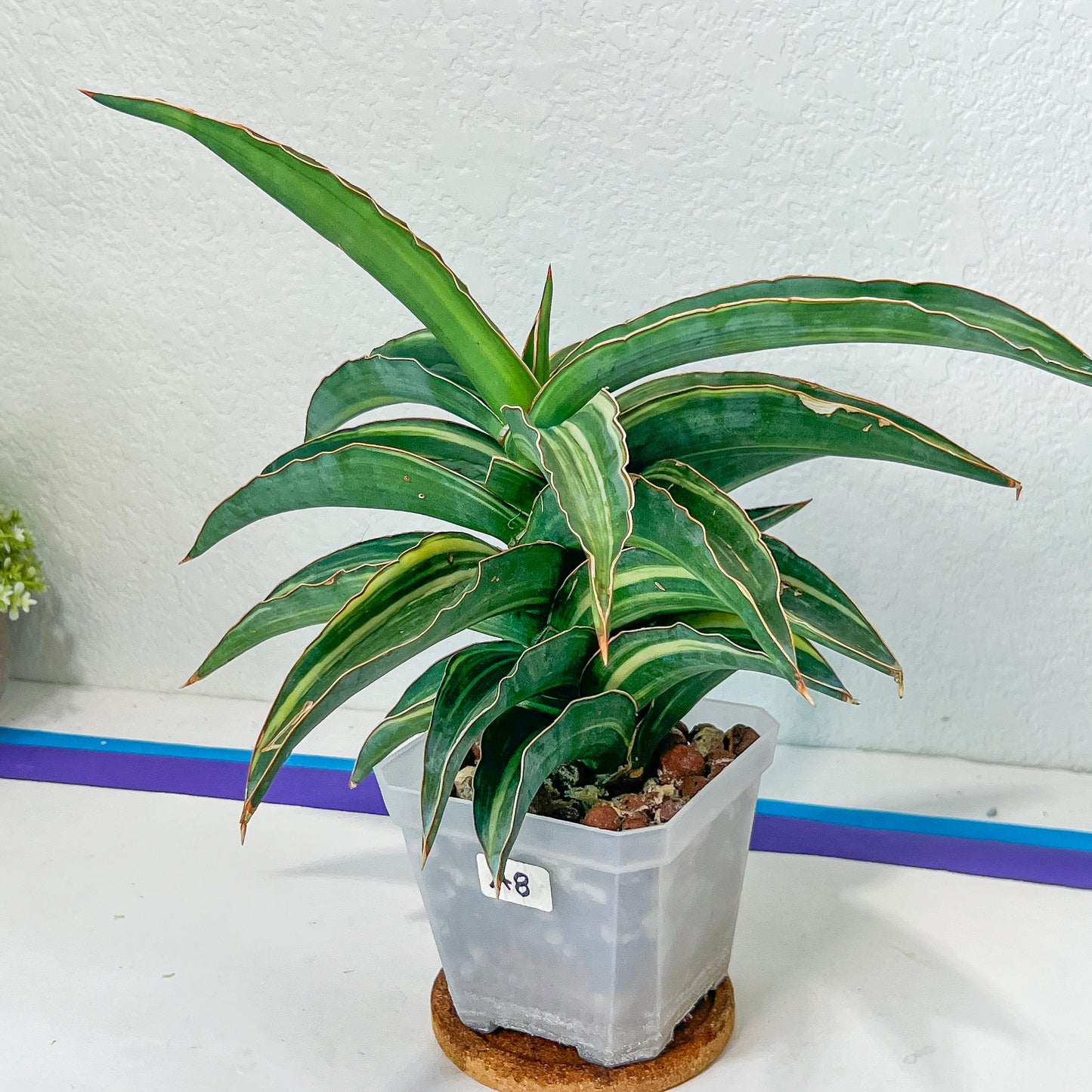 Sansevieria Variegated Blue Leaf