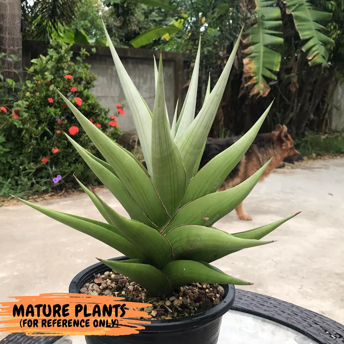 Sanseviera Milano (#A7) | Imported Plants | Rare Hybrid Species