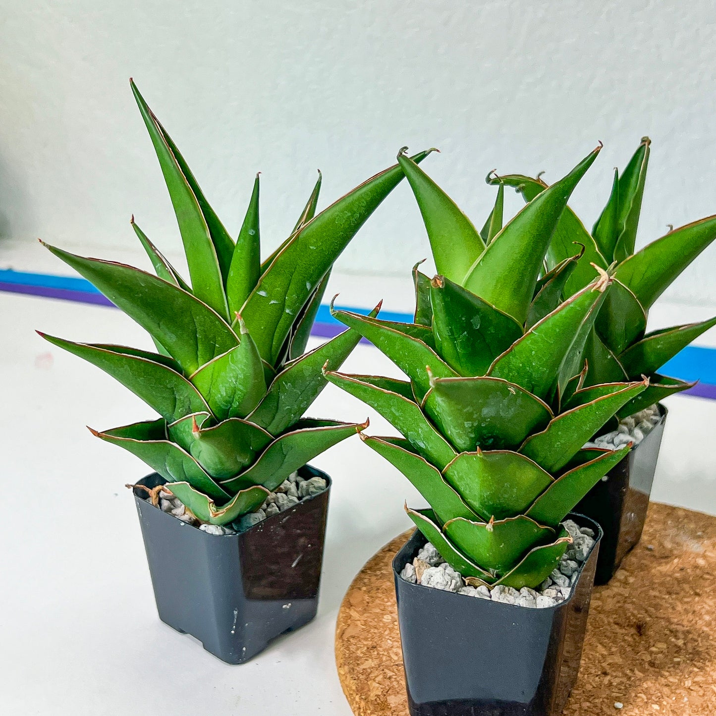 Sansaveria Tower (#RA12) | Imported Snake plant | 2" Pot | Cactus