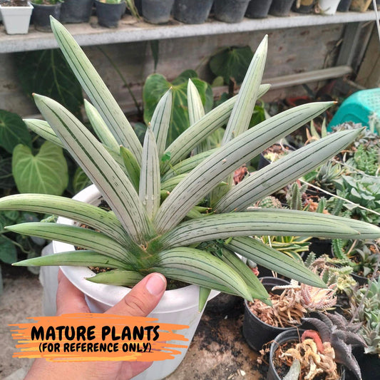 Sansevieria Iceman (#RA16) | Explore the World of Unusual Plants | 2" Pots