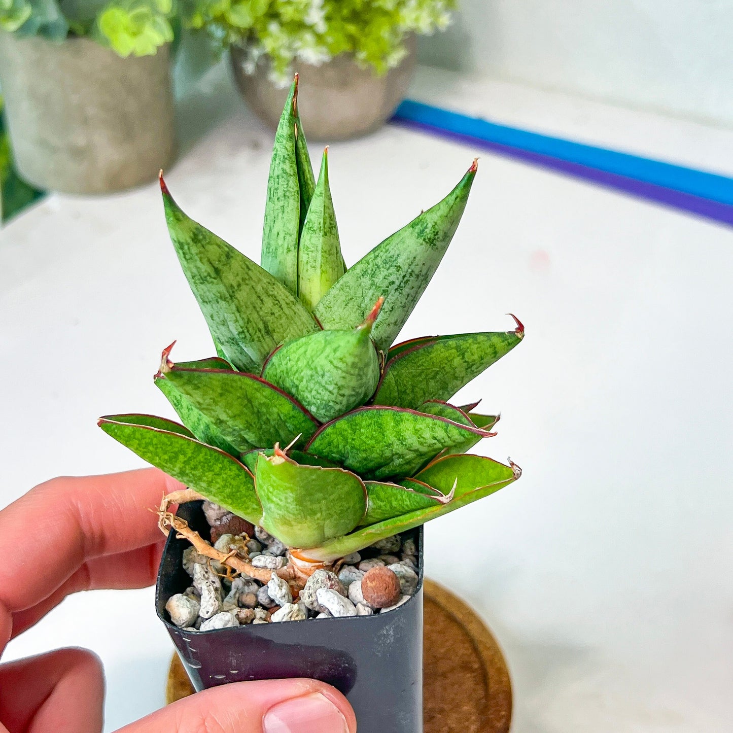 Sansevieria Snowlotus (#RA22) | Imported Indoor Snake Plant | 2" Planter