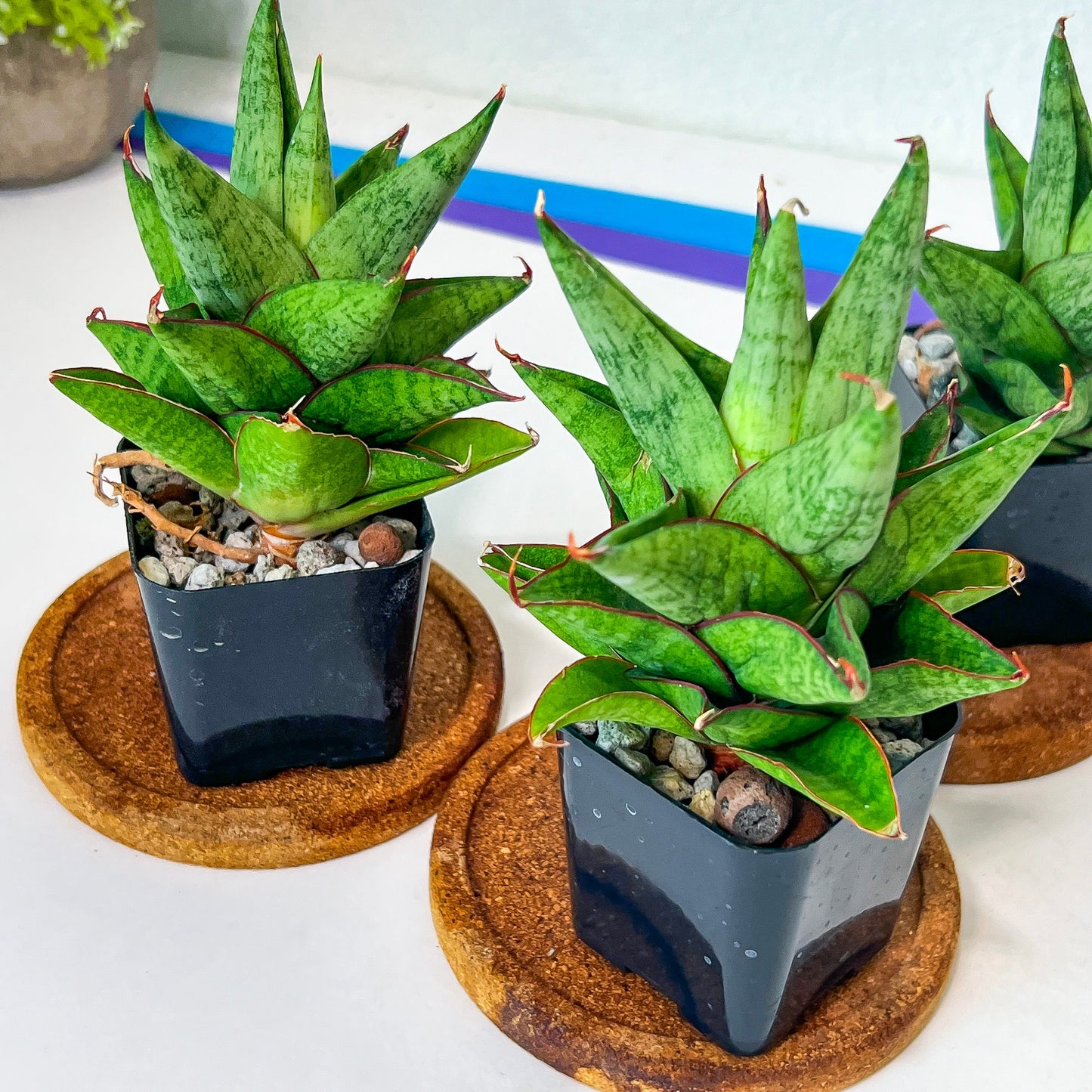 Sansevieria Snowlotus (#RA22) | Imported Indoor Snake Plant | 2" Planter