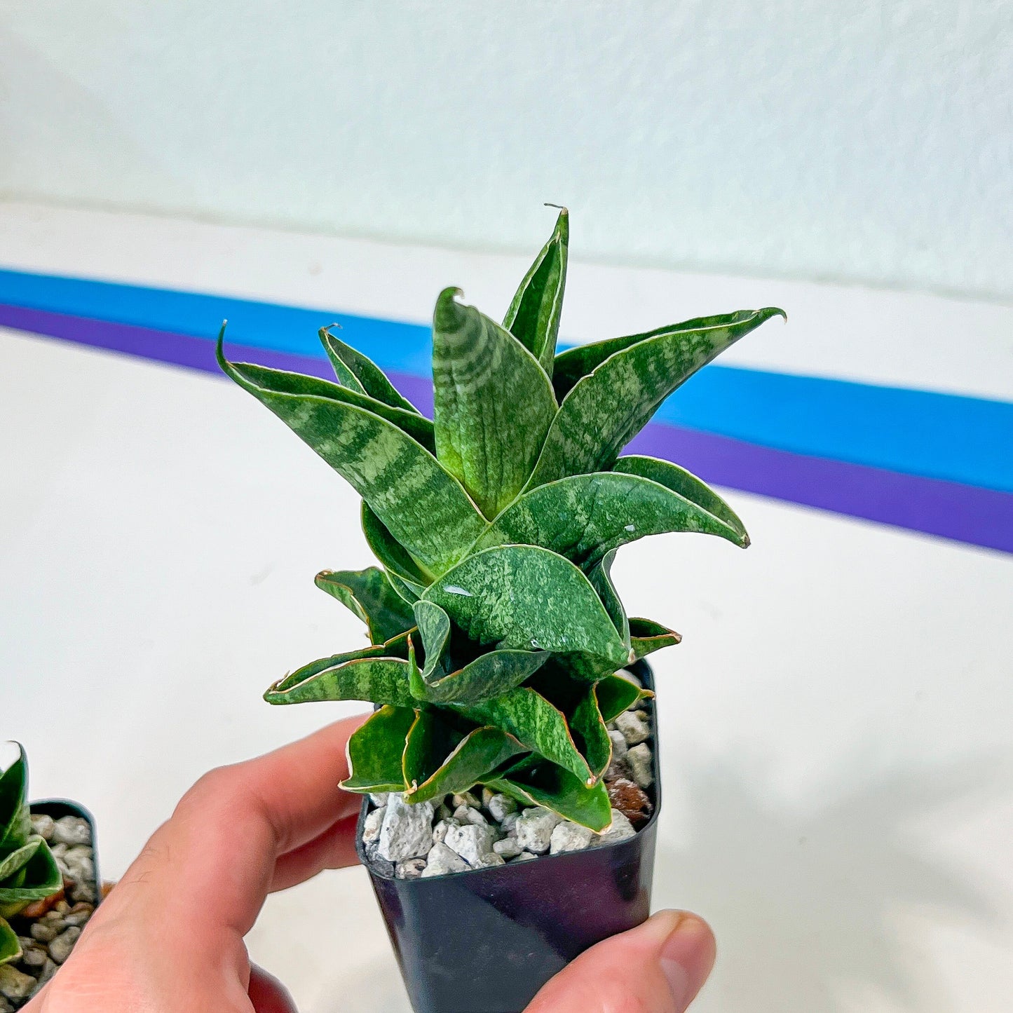 Sansevieria Sendoro (#RA25) | Imported Indoor Snake Plant | 2" Planter