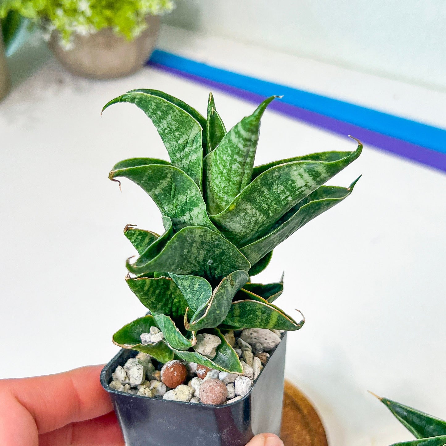 Sansevieria Sendoro (#RA25) | Imported Indoor Snake Plant | 2" Planter