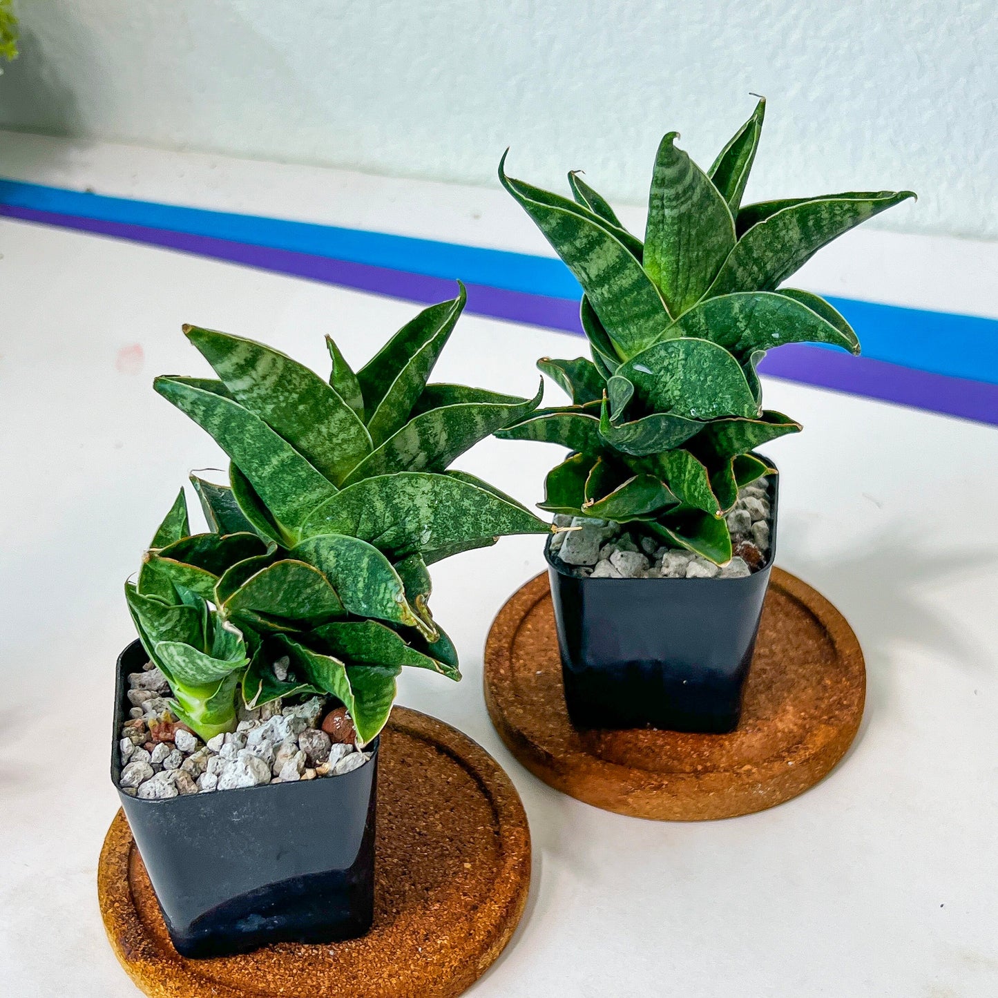 Sansevieria Sendoro (#RA25) | Imported Indoor Snake Plant | 2" Planter