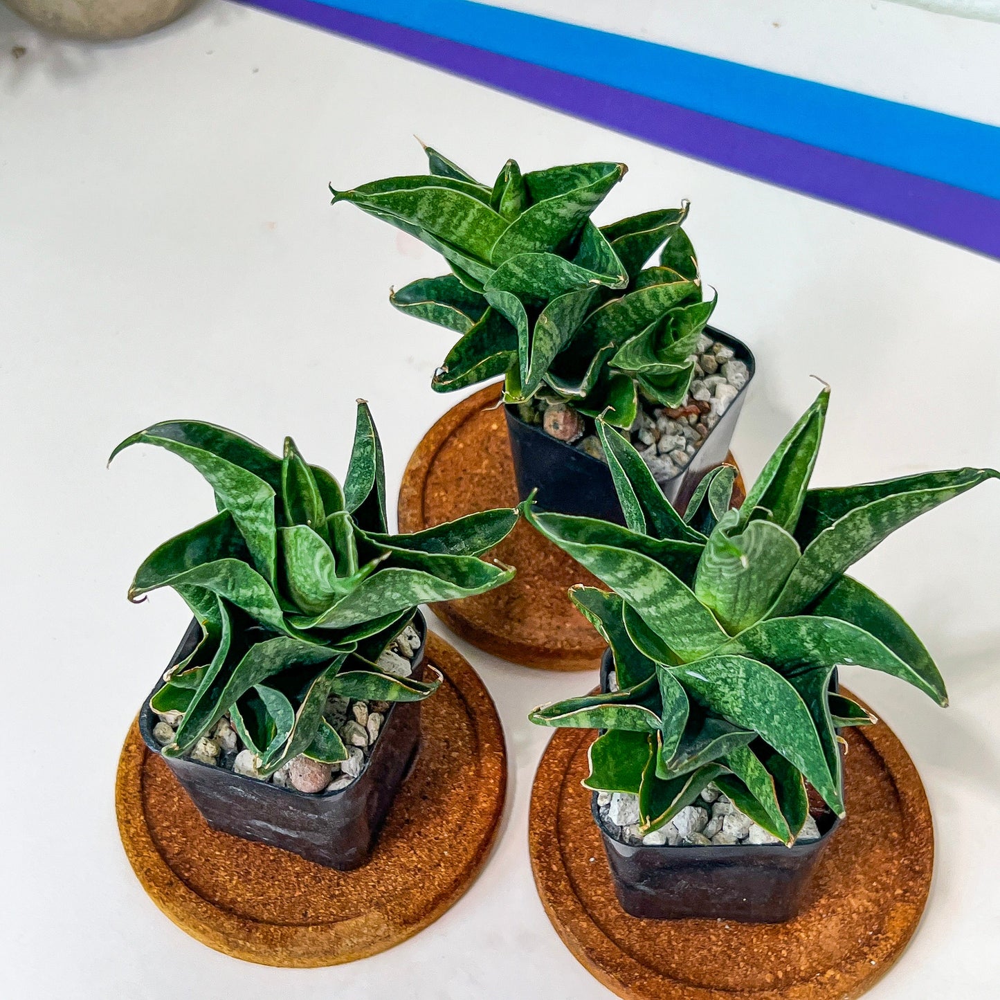 Sansevieria Sendoro (#RA25) | Imported Indoor Snake Plant | 2" Planter