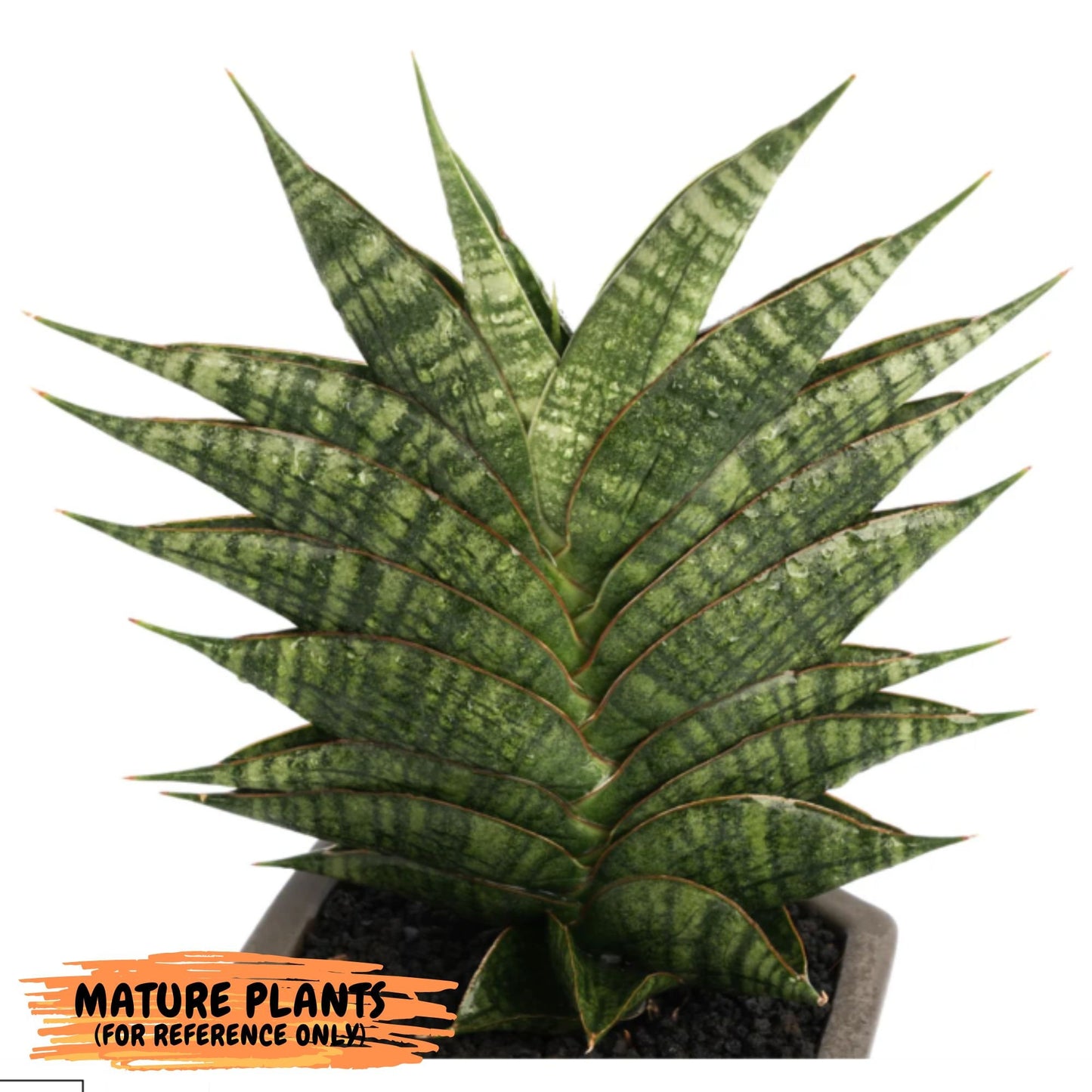 Sansevieria Sendoro (#RA25) | Imported Indoor Snake Plant | 2" Planter