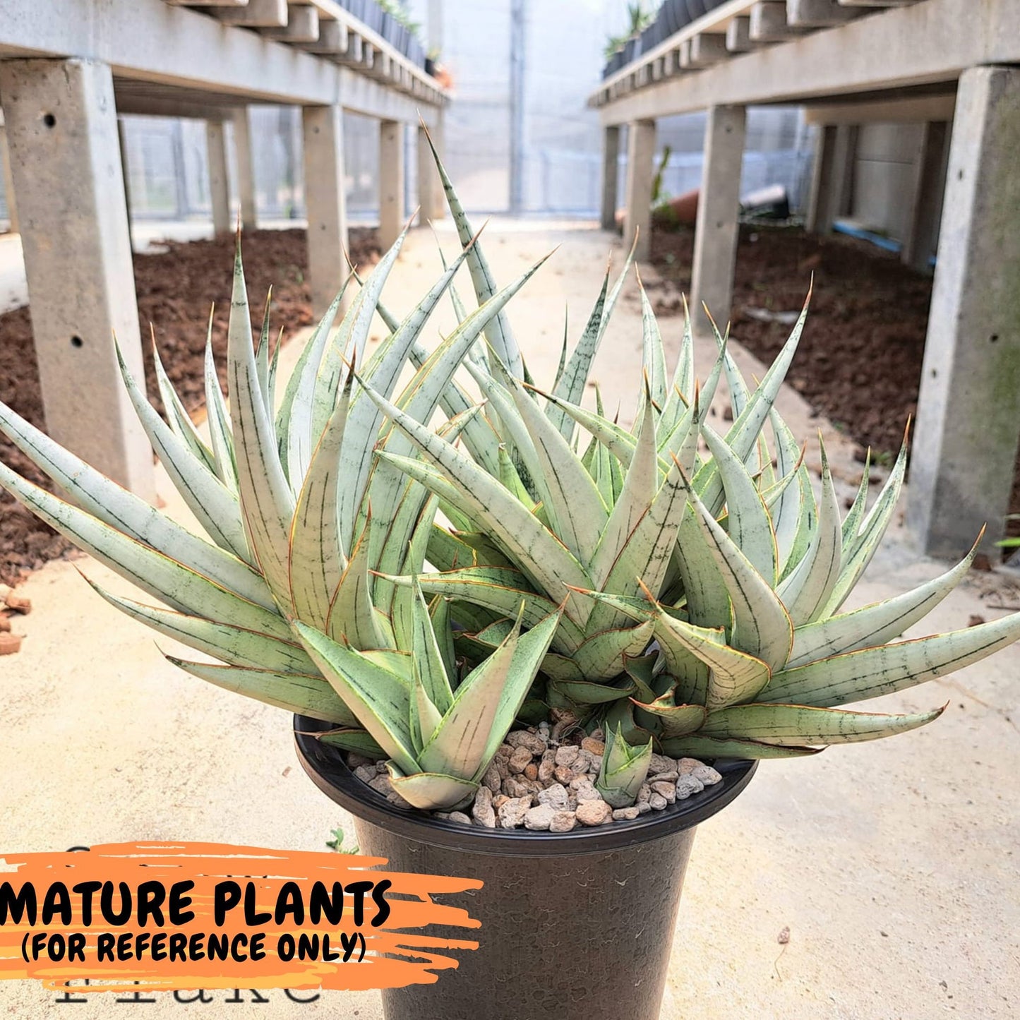 Sansevieria Snow Flake (ca7) (13) | Imported Hybrids