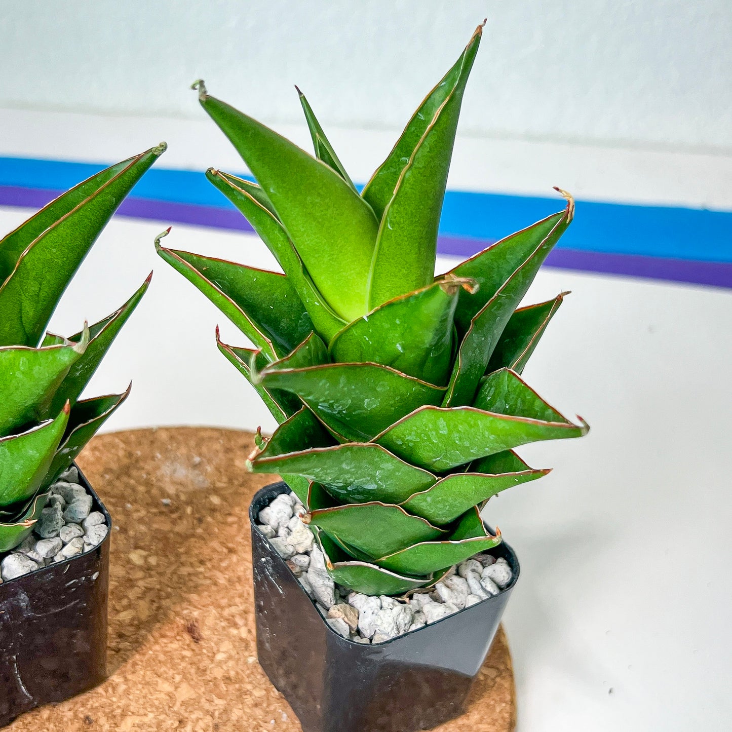 Sansaveria Tower (#RA12) | Imported Snake plant | 2" Pot | Cactus