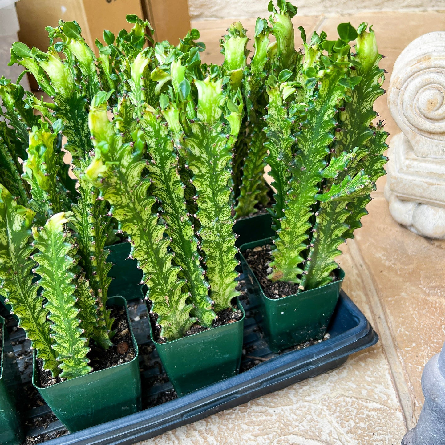 Trigona Variegated | 1Pot/ 4 Plants | Minor Scars