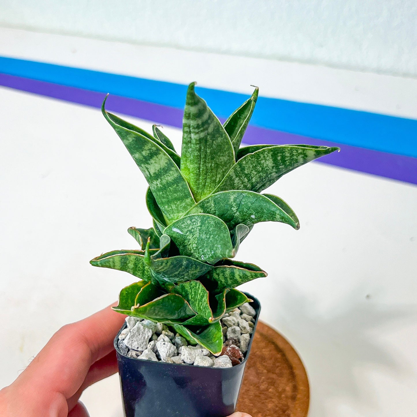 Sansevieria Sendoro (#RA25) | Imported Indoor Snake Plant | 2" Planter
