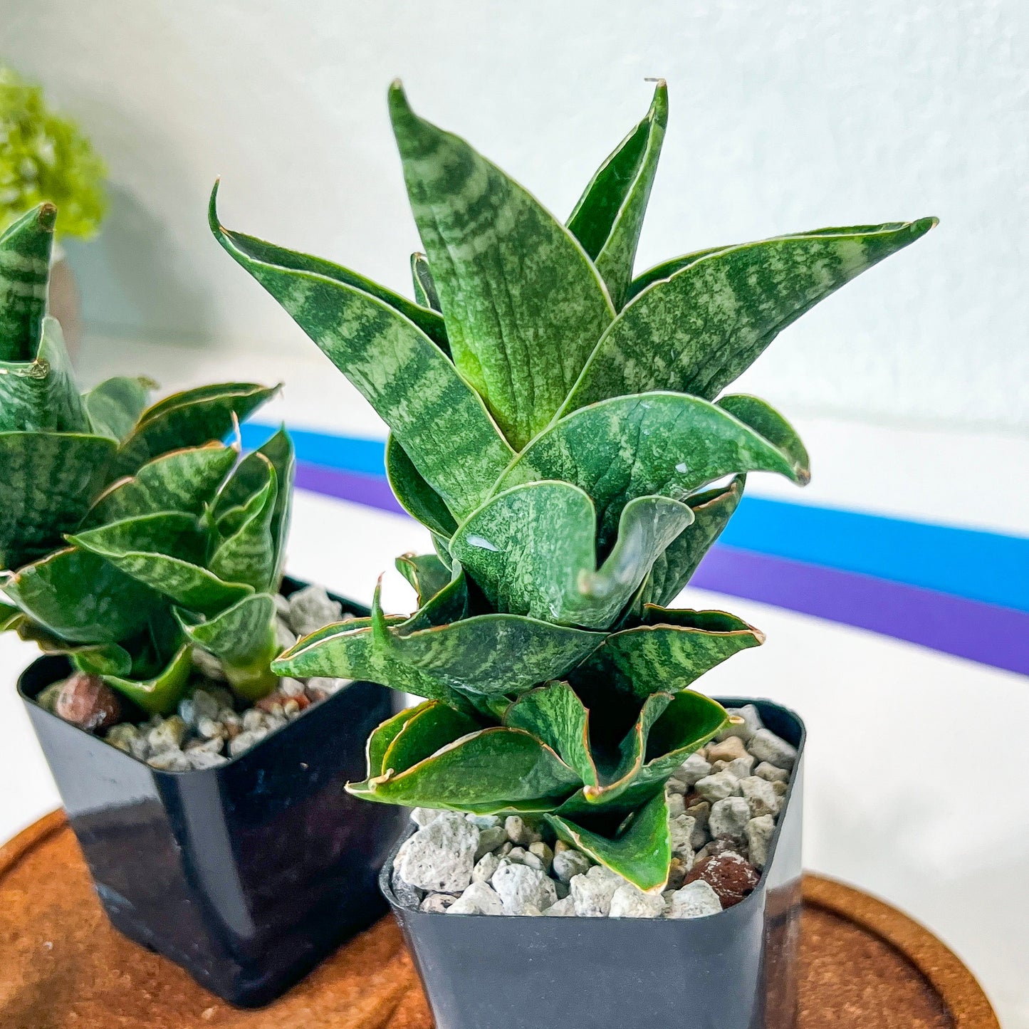 Sansevieria Sendoro (#RA25) | Imported Indoor Snake Plant | 2" Planter