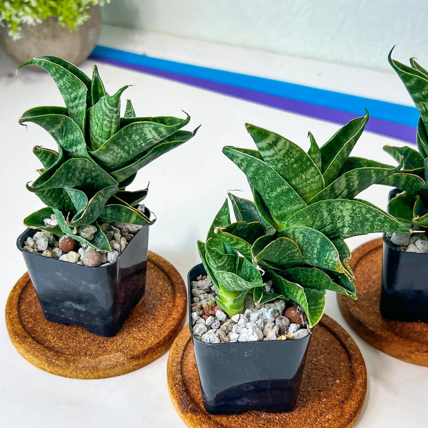 Sansevieria Sendoro (#RA25) | Imported Indoor Snake Plant | 2" Planter