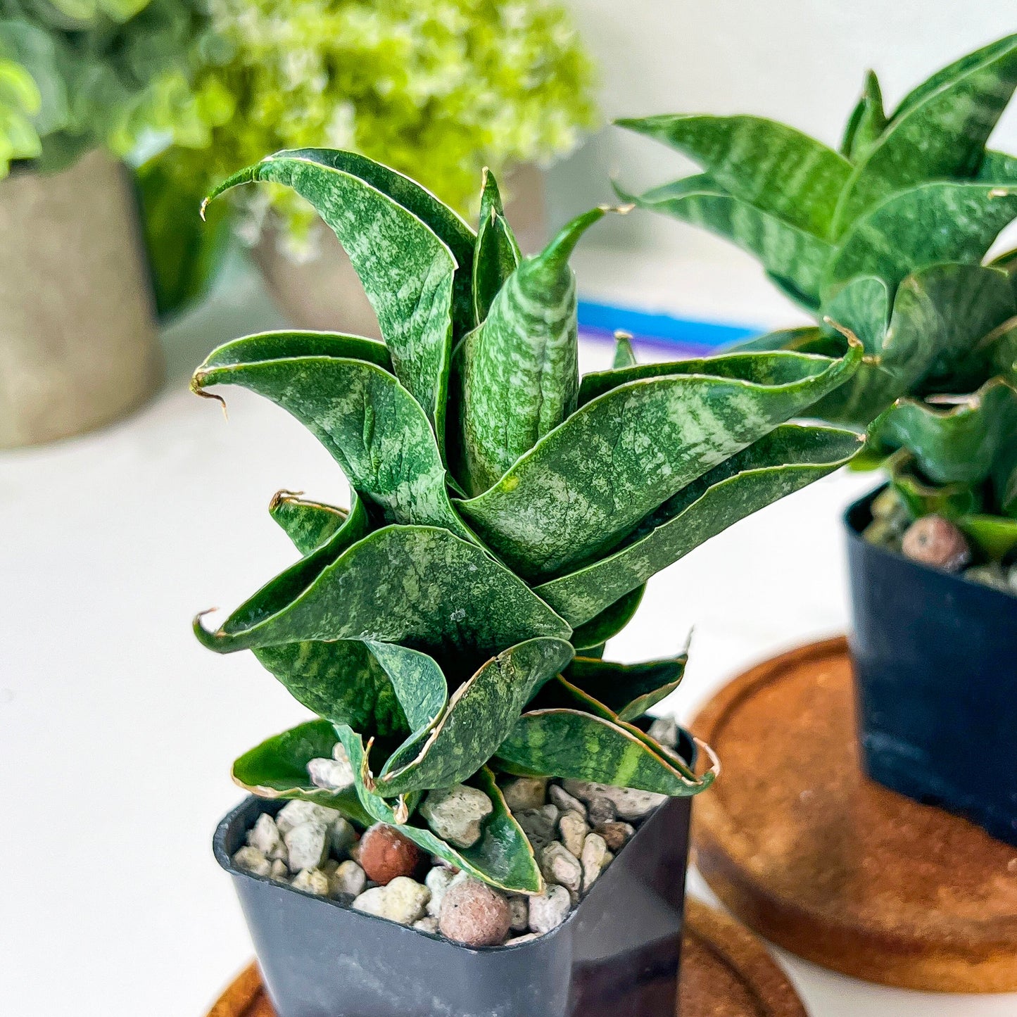 Sansevieria Sendoro (#RA25) | Imported Indoor Snake Plant | 2" Planter