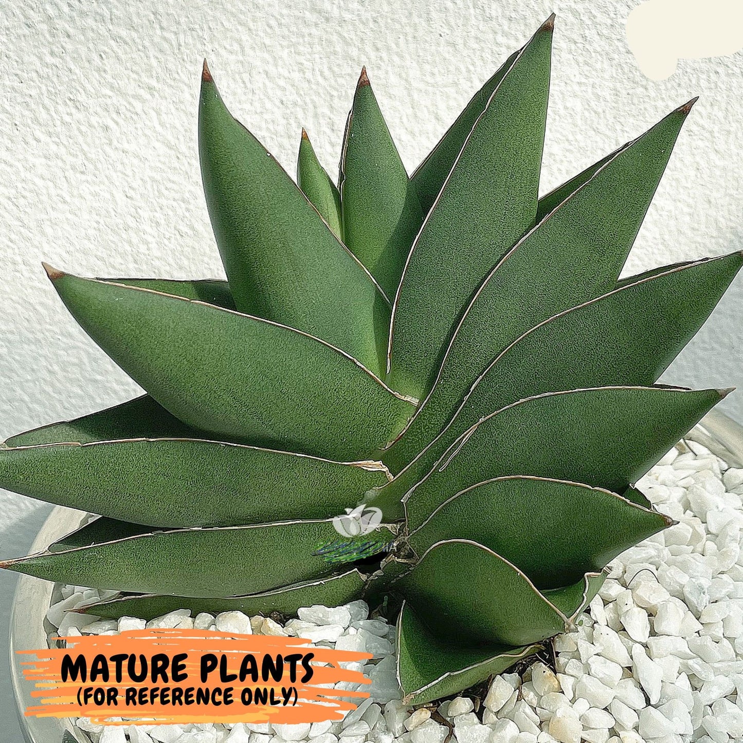 Sansevieria Opera House (#RA28) | Imported Indoor Snake Plant