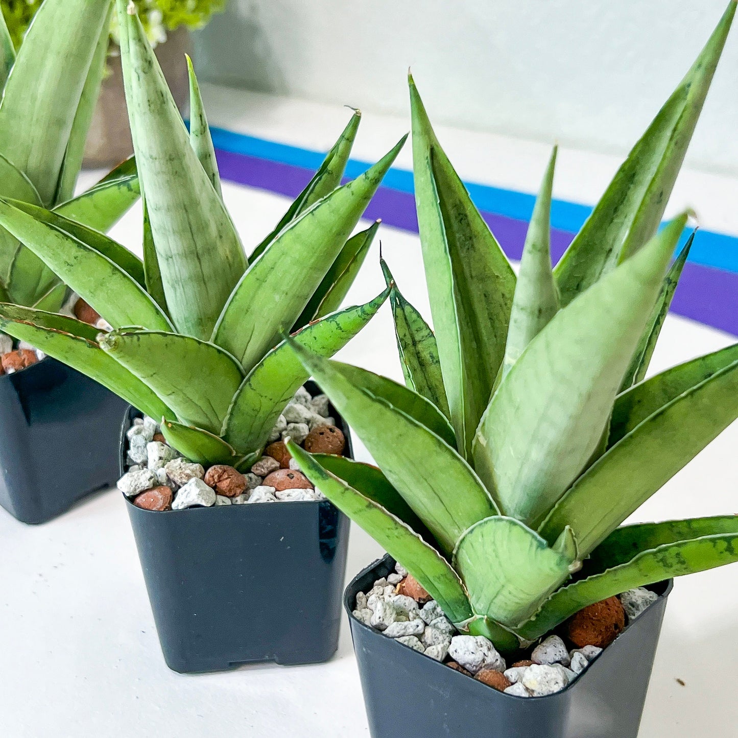 Sansevieria Silent Song (#PH11) | Imported Indoor Snake Plant | 2" Planter