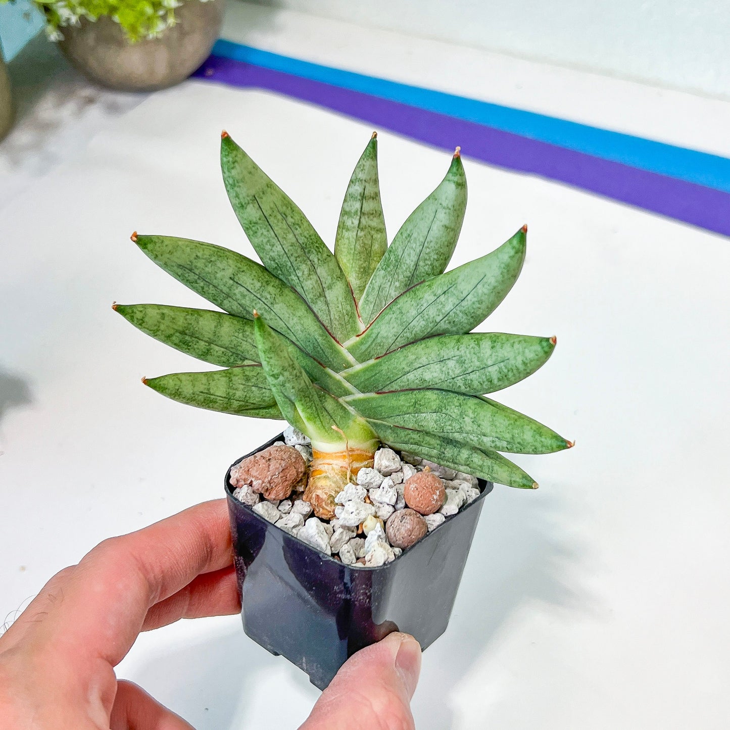 Sansevieria Nilin (#AC28) | Rare Imported Snake plant | 2" planter