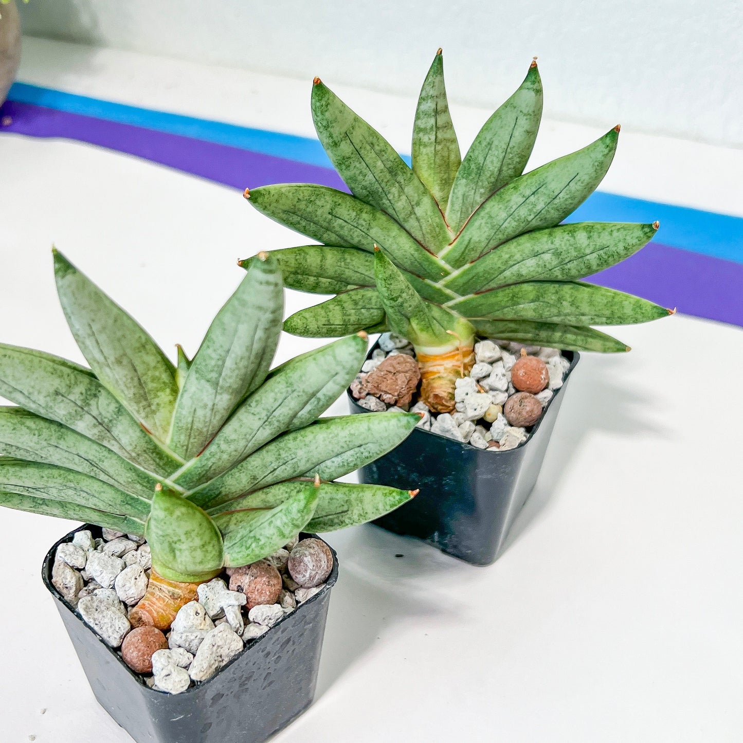 Sansevieria Nilin (#AC28) | Rare Imported Snake plant | 2" planter